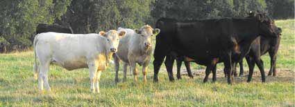 Good Grazing